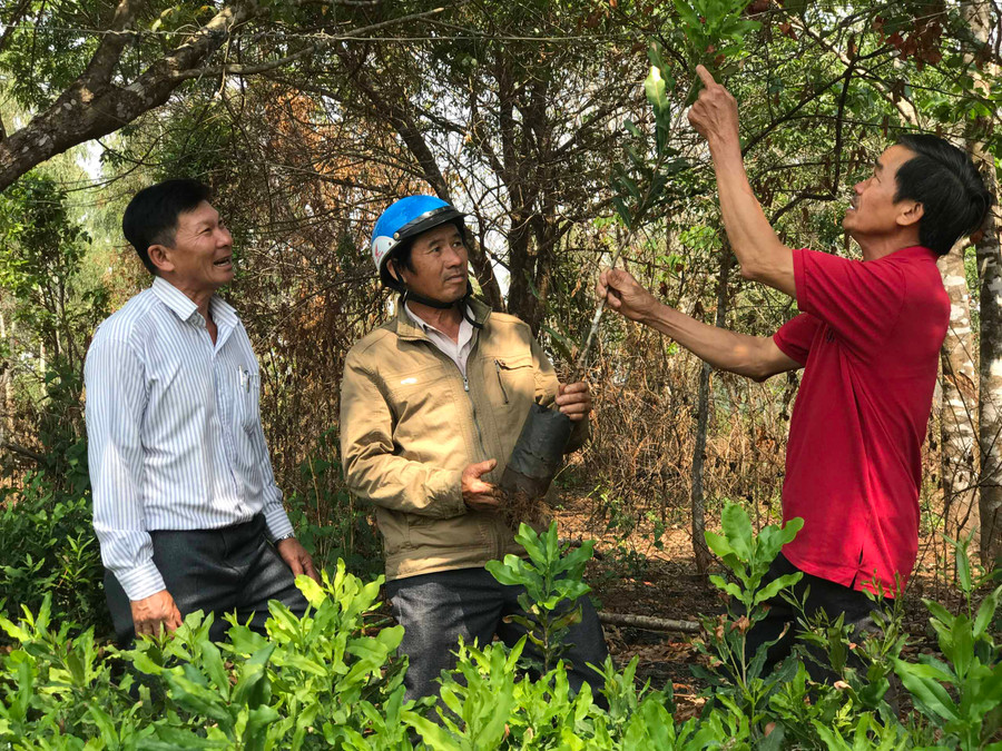 Ông Anh hướng dẫn người dân kỹ thuật trồng cây giống mắc ca. Ảnh Trần Dung