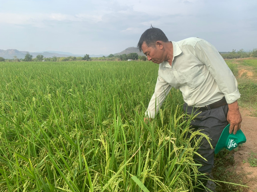 Ông Đỗ Văn Năm kiểm tra diện tích lúa ST25 của gia đình. Ảnh: Vũ Chi Ông Đỗ Văn Năm kiểm tra diện tích lúa ST25 của gia đình. Ảnh: Vũ Chi