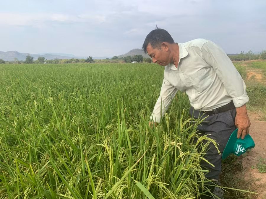  Ông Đỗ Văn Năm kiểm tra diện tích lúa ST25 của gia đình. Ảnh: Vũ Chi
