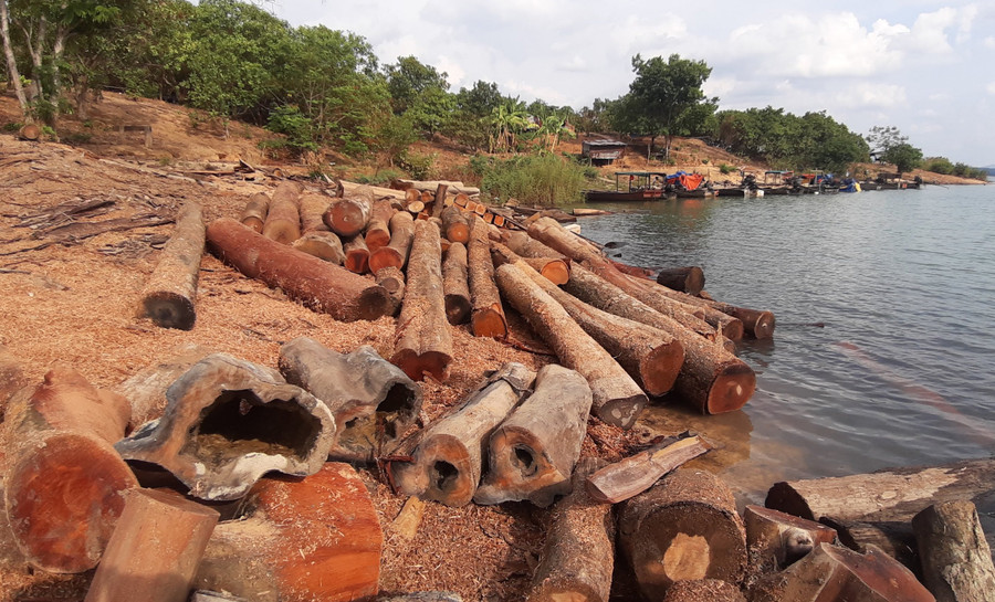 3. Nhiều lóng gỗ tròn có đường kính khoảng 25 cm và dài chừng 3 m. Ảnh_ H.S