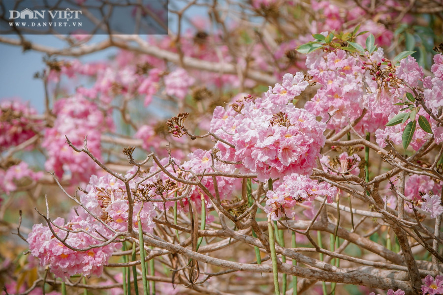 Loài hoa kèn hồng chỉ nở khoảng 3 - 4 ngày rồi rơi rụng, khiến khung cảnh trở nên lãng đãng, nên thơ chẳng khác gì trong những bộ phim Hàn Quốc. Ảnh: NT.