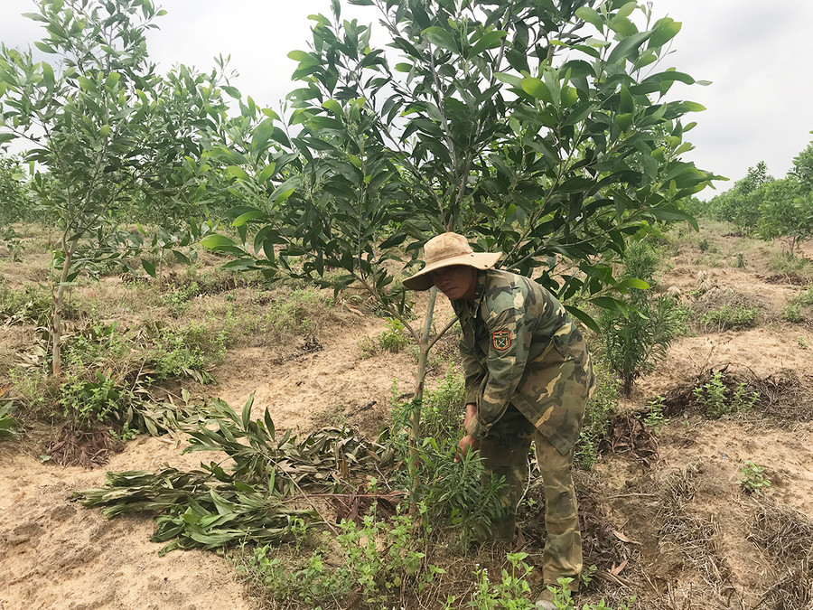 Chăm sóc rừng keo lai gỗ lớn. Ảnh: Nguyễn Diệp Chăm sóc rừng keo lai gỗ lớn. Ảnh: Nguyễn Diệp