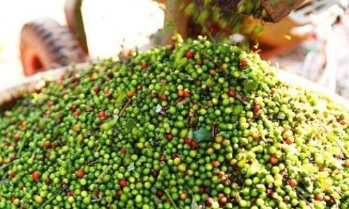 Giá tiêu biến động thất thường - Ảnh: VPA Giá tiêu biến động thất thường - Ảnh: VPA