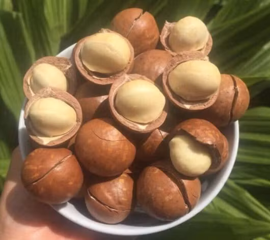 Ngoài vị mặn dễ chịu, hạt mắc ca muối còn chứa nhiều chất dinh dưỡng tốt cho sức khoẻ. Ảnh: H.M