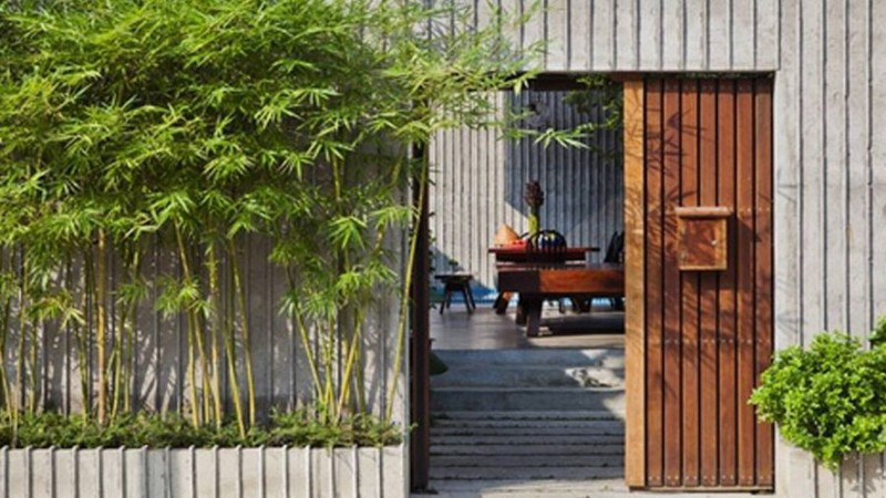 Cây trúc tốt cho phong thủy