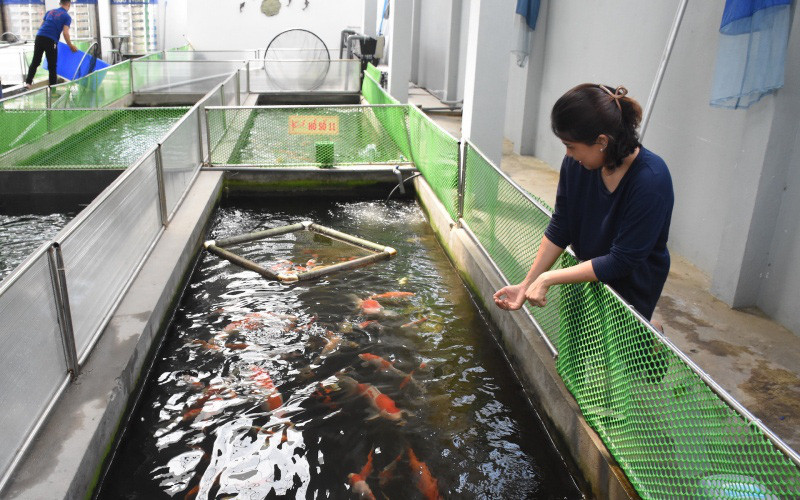  Trần Thướt Vỹ tâm sự, hiện nay tại Đà Nẵng có rất nhiều người chơi cá Koi. Cá Koi giúp con người gần gủi với thiên nhiên, thư thái và yên tĩnh.