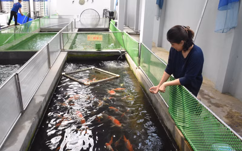  Trần Thướt Vỹ tâm sự, hiện nay tại Đà Nẵng có rất nhiều người chơi cá Koi. Cá Koi giúp con người gần gủi với thiên nhiên, thư thái và yên tĩnh.