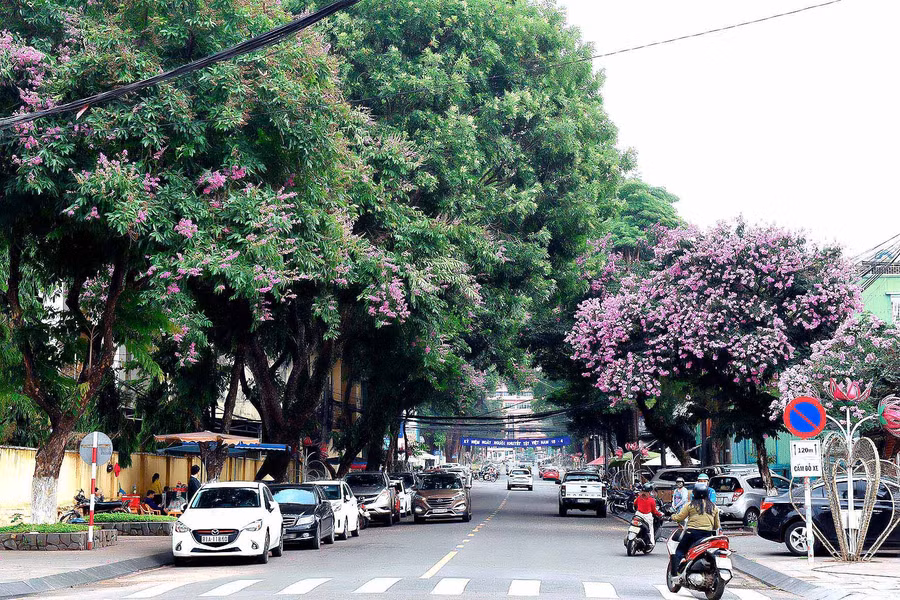 Hoa bằng lăng nở rộ trên đường Hoàng Hoa Thám (TP. Pleiku). Ảnh: Đức Thụy