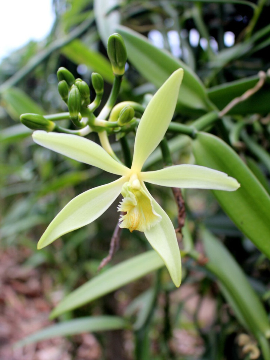 Vanilla là một giống lan nhiệt đới thuộc họ Orchidaceae có xuất xứ từ Mexico, trong các khu rừng mưa nhiệt đới…Loài cây này sống bám vào thân cây khác như một loại dây leo (giống cây tiêu), ra hoa, đậu quả và cho hương vanilla thiên nhiên. Ảnh: Internet