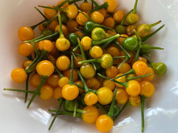 Có nguồn gốc từ Bắc Peru, charapita là loại ớt đắt nhất thế giới khi có giá khoảng 570 triệu đồng/kg. Ảnh: Getty Image