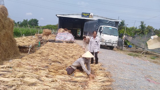 Phơi lục bình - một công đoạn quan trọng trong việc tạo ra các sản phẩm mỹ nghệ từ lục bình Phơi lục bình - một công đoạn quan trọng trong việc tạo ra các sản phẩm mỹ nghệ từ lục bình