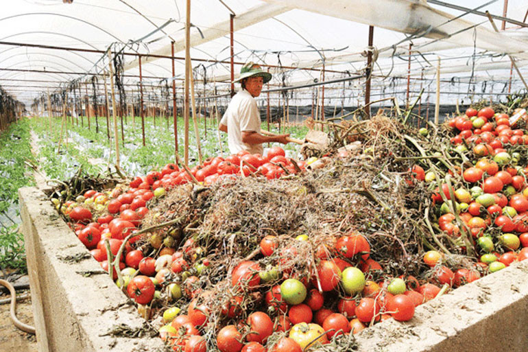 Ủ phân hữu cơ từ phế thải nông nghiệp tại Xuân Thọ, Đà Lạt Ủ phân hữu cơ từ phế thải nông nghiệp tại Xuân Thọ, Đà Lạt