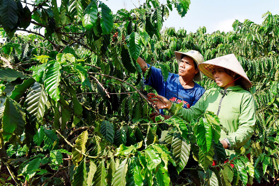  “Hiện nay, Hội LHPN xã Nghĩa Hưng, huyện Chư Păh đang quản lý 7 tổ tiết kiệm và vay vốn với dư nợ ủy thác đạt 8 tỷ đồng, giúp cho 285 hộ vay để phát triển kinh tế gia đình”-chị Phạm Thị Thoa-Chủ tịch Hội LHPN xã Nghĩa Hưng cho biết.