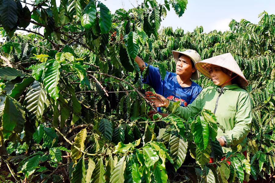  “Hiện nay, Hội LHPN xã Nghĩa Hưng, huyện Chư Păh đang quản lý 7 tổ tiết kiệm và vay vốn với dư nợ ủy thác đạt 8 tỷ đồng, giúp cho 285 hộ vay để phát triển kinh tế gia đình”-chị Phạm Thị Thoa-Chủ tịch Hội LHPN xã Nghĩa Hưng cho biết.