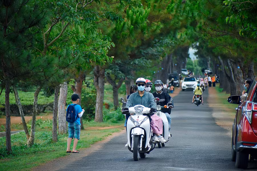 Thời tiết mát mẻ dễ chịu nên nhiều người chọn hàng thông cổ thụ là điểm đến để tham quan chụp ảnh kỷ niệm.