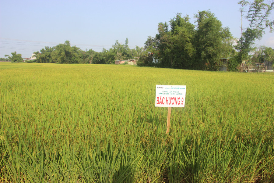 Giống lúa Bắc Hương 9 được trồng trên cánh đồng tại tỉnh Bình Định. Giống lúa Bắc Hương 9 được trồng trên cánh đồng tại tỉnh Bình Định.