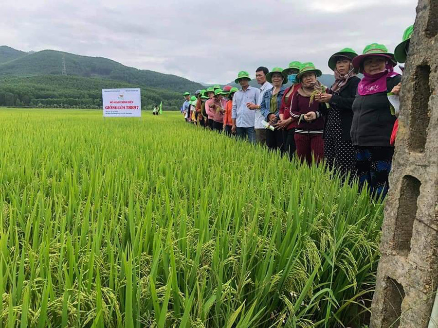  Đây là giống ngắn ngày, rút ngắn được thời gian cây lúa đứng trên đồng.