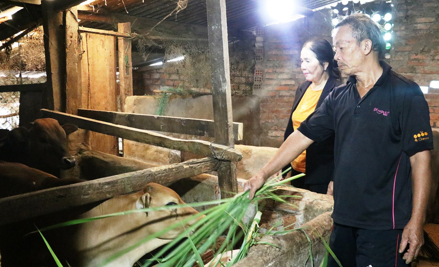 Bà Nhâm thăm mô hình chăn nuôi bò thịt của hộ ông Đang sau nhiều năm được chi hội cựu chiến binh trong tổ cho vay vốn để phát triển kinh tế Ảnh: Hồng Thương