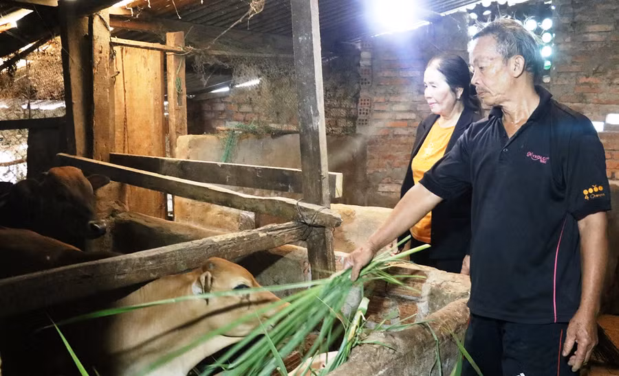 Bà Nhâm thăm mô hình chăn nuôi bò thịt của hộ ông Đang sau nhiều năm được chi hội cựu chiến binh trong tổ cho vay vốn để phát triển kinh tế Ảnh: Hồng Thương