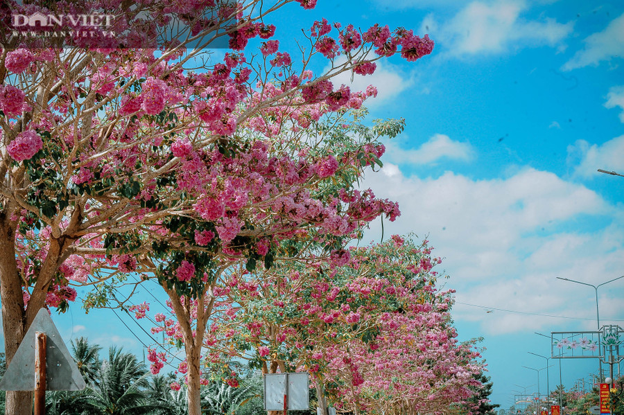 Tùy theo điều kiện thời tiết, hoa kèn hồng thường nở vào tháng 4 và kéo dài cho đến tháng 6. Ảnh: NT.