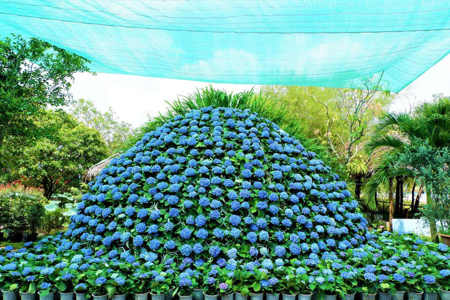 Vòm hoa còn được gắn 100 chậu lan lúa và 100 chậu dừa kem ẢNH: MINH CHƠN