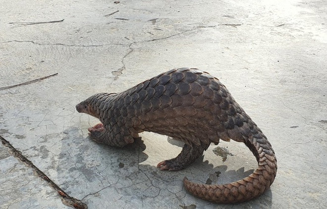 Cá thể tê tê này sẽ được thả lại vào rừng. ẢNH: LÂM VIÊN