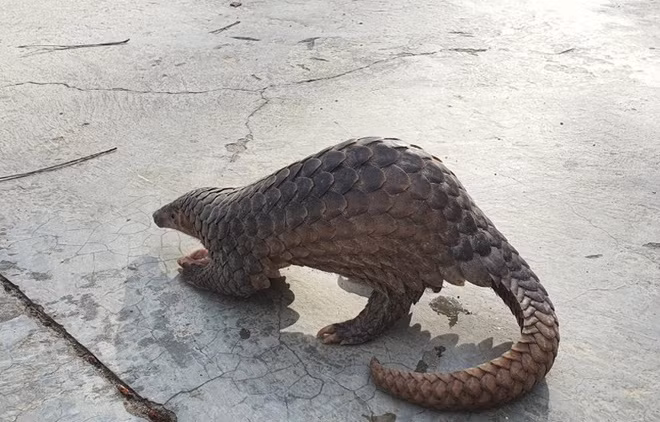 Cá thể tê tê này sẽ được thả lại vào rừng. ẢNH: LÂM VIÊN