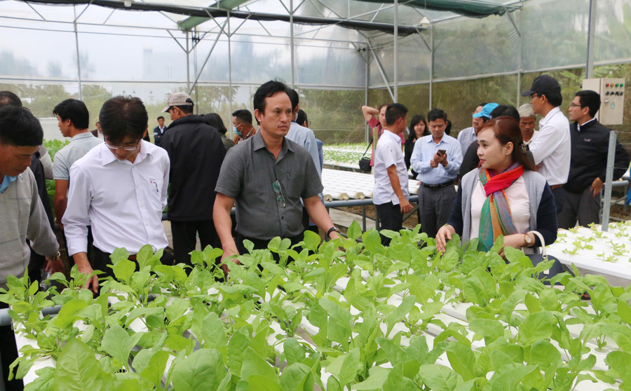 Liên kết sản xuất theo chuỗi giá trị gắn với tiêu thụ sản phẩm là hướng đi đem lại thu nhập cao cho người dân trồng rau. Ảnh: Quang Tấn