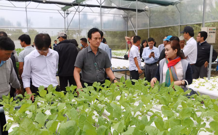 Liên kết sản xuất theo chuỗi giá trị gắn với tiêu thụ sản phẩm là hướng đi đem lại thu nhập cao cho người dân trồng rau. Ảnh: Quang Tấn