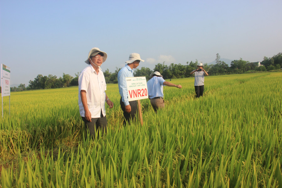Nông dân phấn khởi thăm cánh đồng giống VNR20. Nông dân phấn khởi thăm cánh đồng giống VNR20.