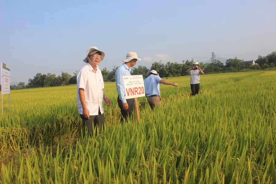 Nông dân phấn khởi thăm cánh đồng giống VNR20.