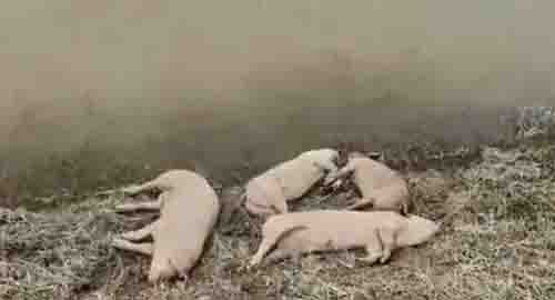 Ảnh minh họa: Internet