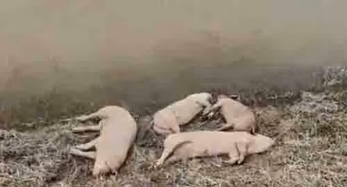 Ảnh minh họa: Internet