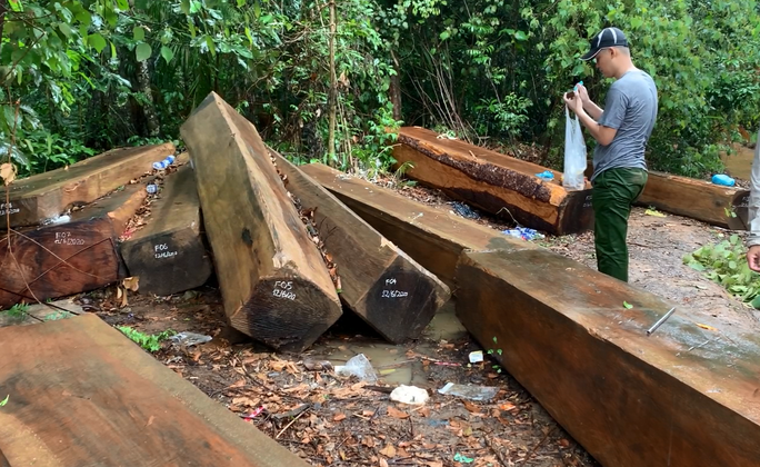 Một vụ phá rừng quy mô lớn nhưng lực lượng kiểm lâm huyện Krông Bông không biết