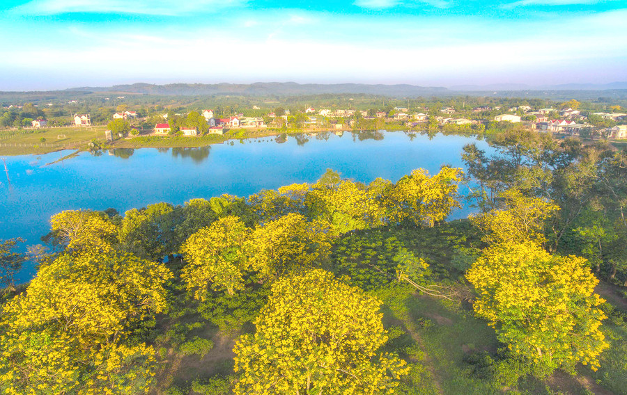 Hoa muồng vàng ở thôn Tây Hồ (xã Bàu Cạn, huyện Chư Prông). Ảnh: Phan Nguyên