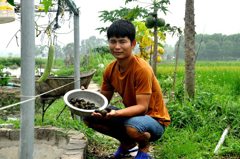 Những con ốc bố mẹ được Tư chăm sóc kỹ lưỡng.