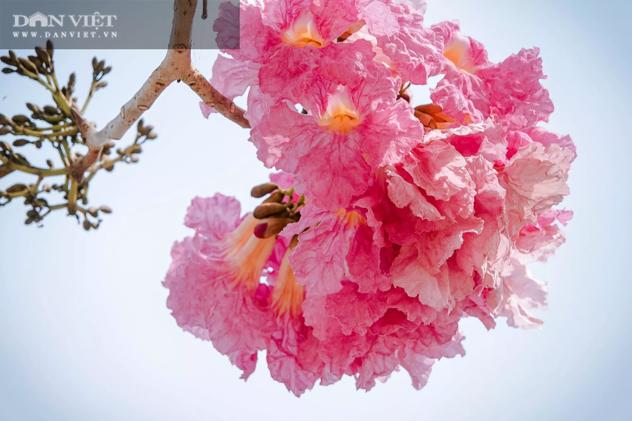 Sắc hoa kè hồng tựa như hoa anh đào, gần giống hình chuông, mọc ra thành chùm từ 4 - 7 bông. Ảnh: NT.