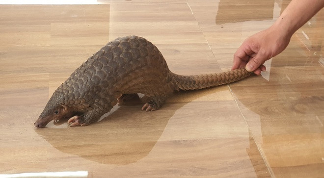 Con tê tê vàng được ông Dũng chuộc khỏi quán nhậu, bàn giao cho Hạt Kiểm lâm Đà Lạt thả vào rừng. ẢNH: LÂM VIÊN