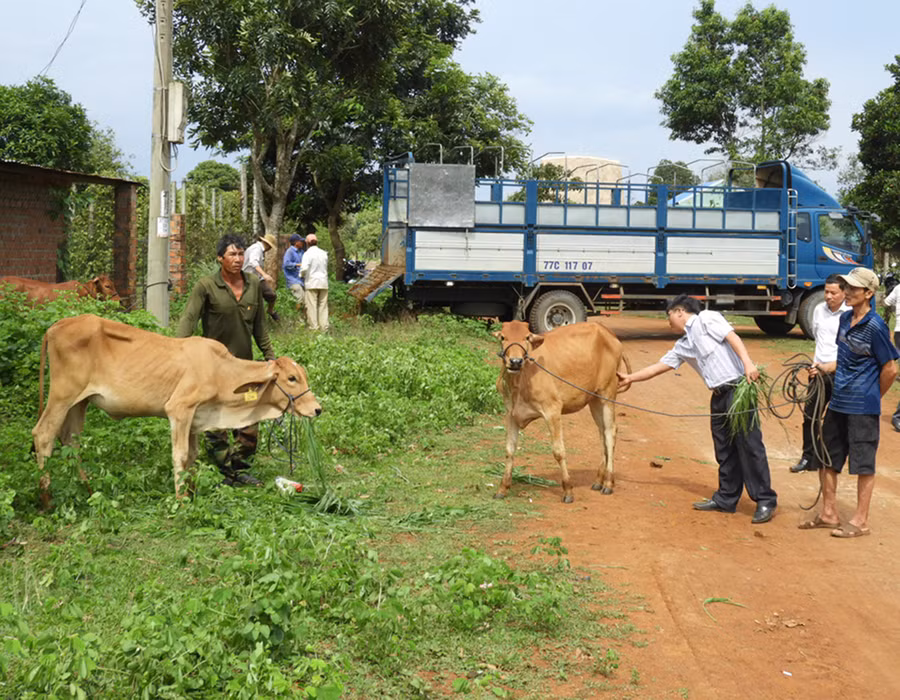 Xã Tân Sơn cấp giống bò sinh sản cho các hộ nông dân nghèo. Ảnh: Thanh Nhật