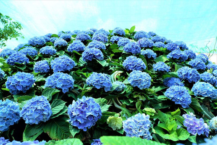 Bó hoa có màu xanh độ đồng đều đạt 90% được anh trồng từ giá thể đất sét và bụi xay xát lúa gạo ẢNH: MINH CHƠN