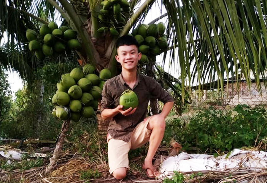 Hàng trăm cây dừa Xiêm lùn của Thành đã bắt đầu cho trái.
