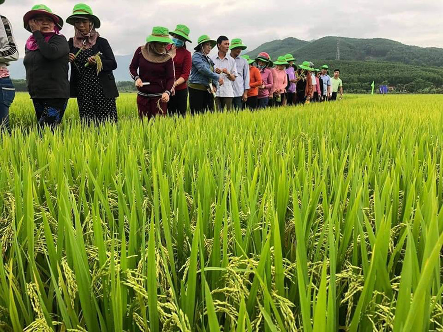 Nông dân Bình Định tham quan ruộng lúa giống TBR97 trổ bông tập trung, hạt màu vàng sáng, tỷ lệ hạt chắc cao.
