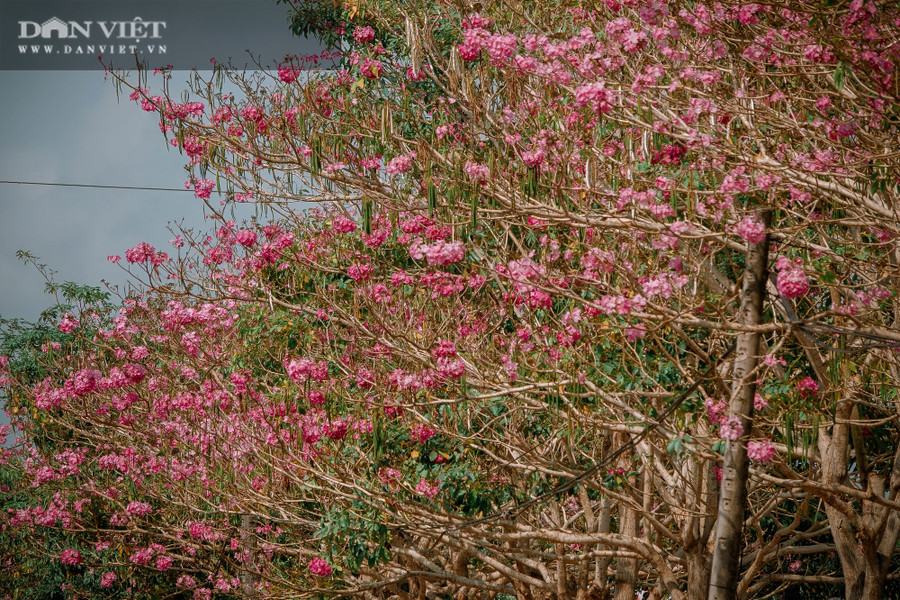 Khi cây ra hoa đều trút sạch lá nên khiến con đường tràn ngập sắc hoa tím hồng. Ảnh: NT.