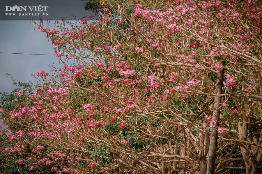 Khi cây ra hoa đều trút sạch lá nên khiến con đường tràn ngập sắc hoa tím hồng. Ảnh: NT.