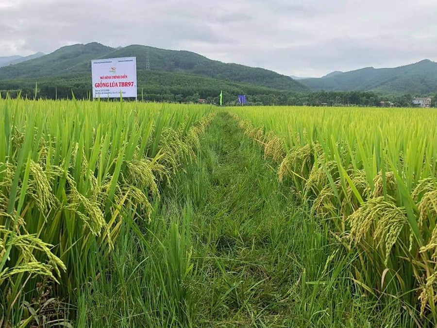 Thành quả sắp thu hoạch trên cánh đồng lúa của nông dân Bình Định.