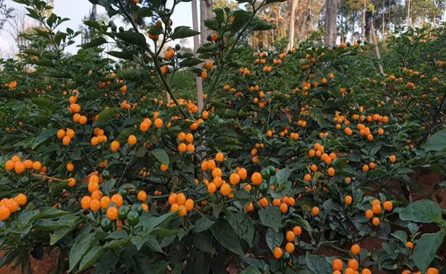  Đa phần ớt charapita mọc hoang dại. Chúng là loại cây trung hạn, có độ cao 40 - 55 cm, tán rộng 35 - 45 cm, cho thu hoạch quả sau 90 ngày. Mỗi cây có hàng trăm quả nhỏ tròn, màu đỏ hoặc vàng, nhưng màu vàng phổ biến hơn cả. Ảnh: Getty Image