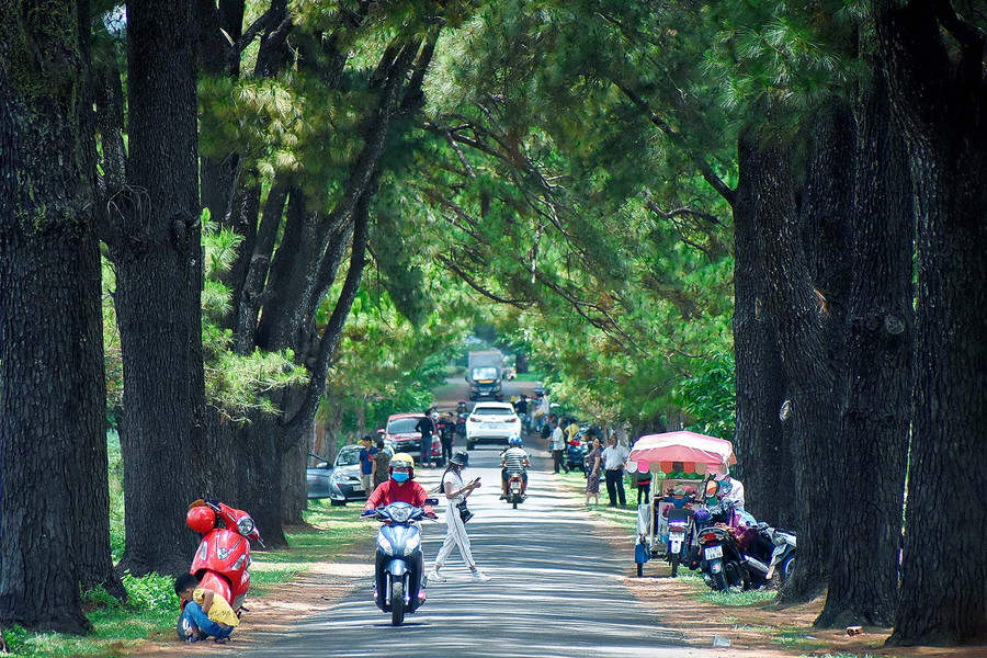 Sáng 30-4, ngày đầu tiên của kỳ nghỉ lễ 30-4 và 1-5, rất đông người dân đã đến tham quan, vui chơi tại khu vực hàng thông cổ thụ. Sáng 30-4, ngày đầu tiên của kỳ nghỉ lễ 30-4 và 1-5, rất đông người dân TP. Pleiku và du khách đã đến các địa điểm ven thành phố để cắm trại, dã ngoại, vui chơi...