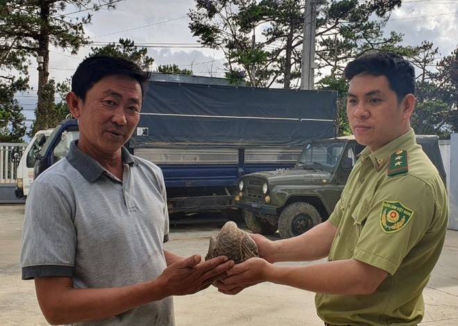 Ông Dũng bàn giao cá thể tê tê vàng cho cán bộ kiểm lâm. ẢNH: LÂM VIÊN