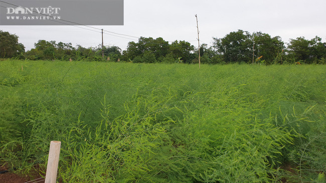 Dưới bàn tay chăm sóc của bà Nghĩa, vườn măng tây phát triển cho năng suất cao, thu nhập khủng.