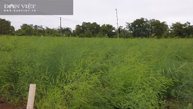Dưới bàn tay chăm sóc của bà Nghĩa, vườn măng tây phát triển cho năng suất cao, thu nhập khủng.